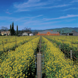 Mustard Fields near Mustards Restaurant